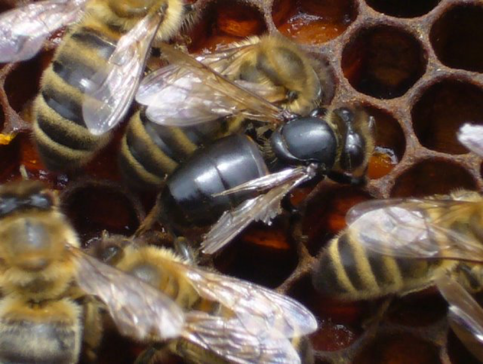 Honey bee worker symptomatic for CBPV